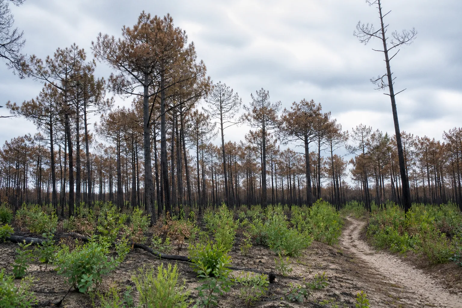 Tourisme en Gironde : la stratégie de relance après les incendies