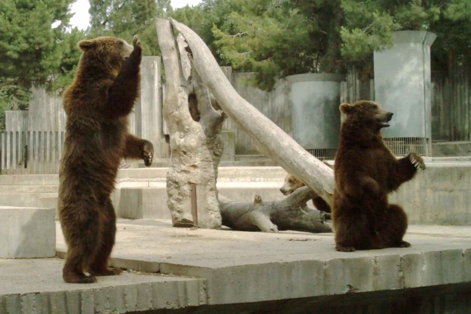 Zoo-Aquarium de Madrid : les étapes pour réserver vos billets